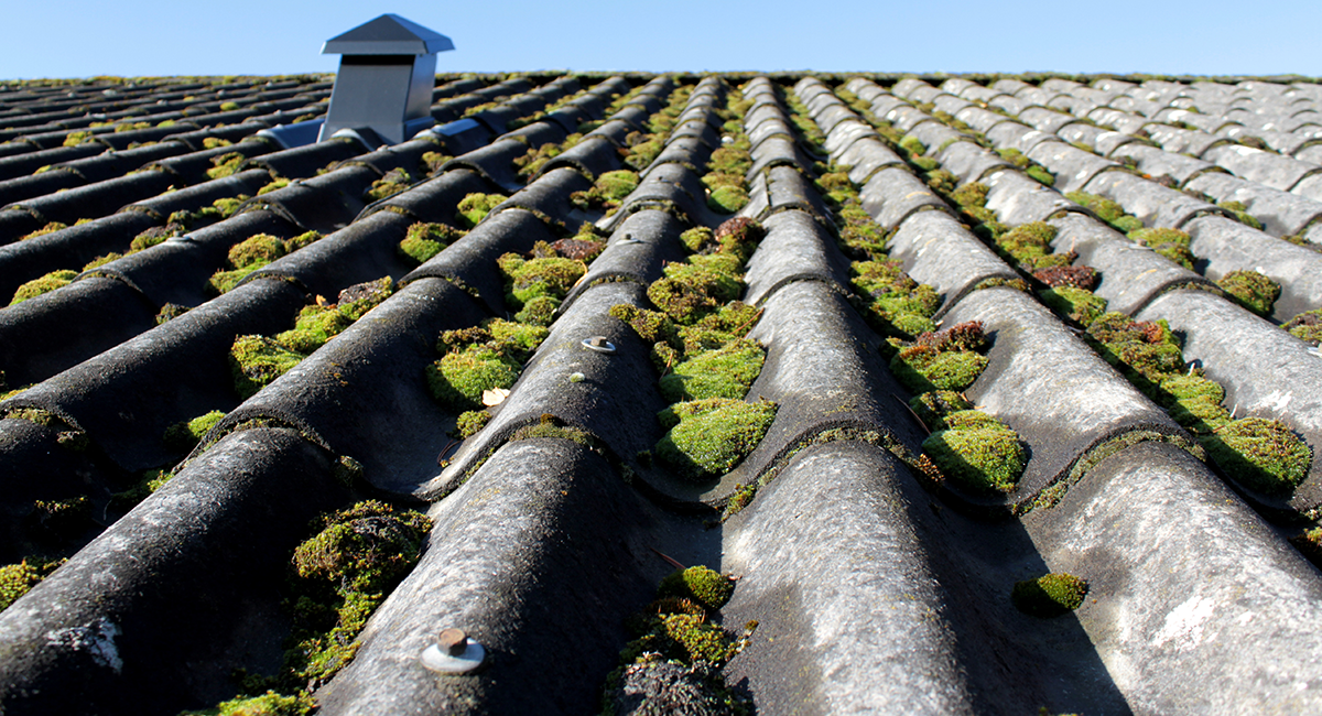 Old Mossy Roof